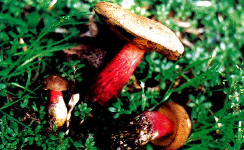 Boletus calopus Fr.